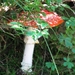 090823-30 Dienten 100