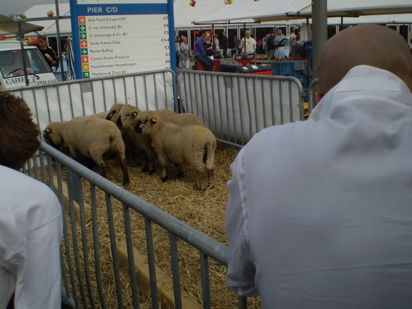 Lekker voor in de pan