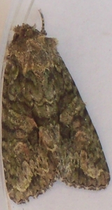 2500 c