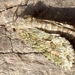 2520c