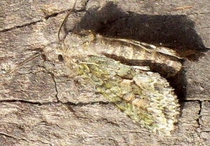 2520c