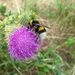 bij op distel