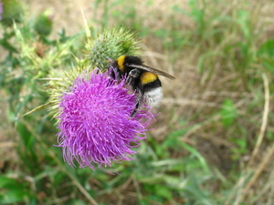 bij op distel