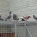 29sept09 005
