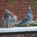 29sept09 019