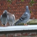 29sept09 020