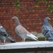 29sept09 021