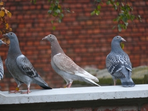 29sept09 021