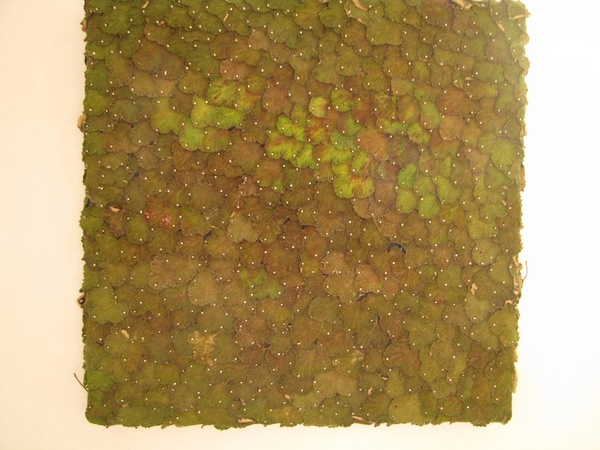 Bloemen voor de Clarissen (133)