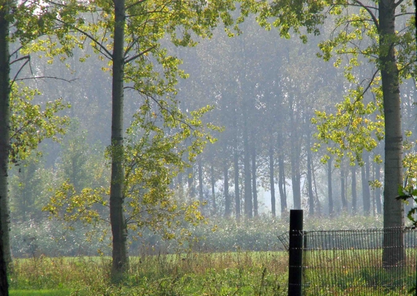 Mistige morgen.