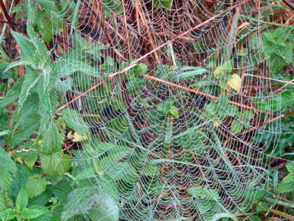 Spinnenweb.