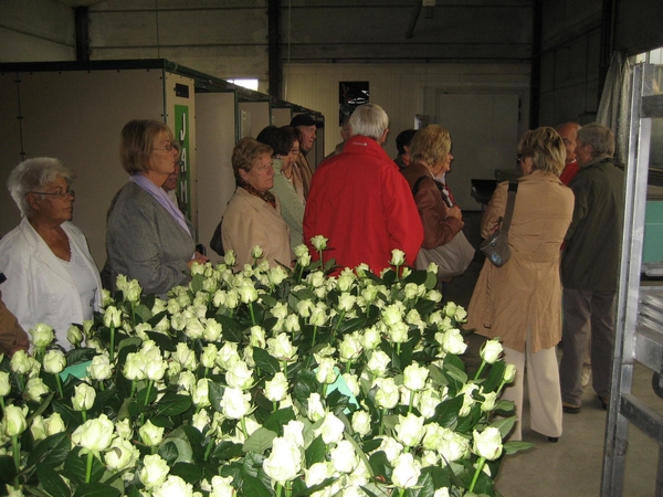 Bedrijvenbezoek Rozenkweker Claus-De Vondelmolen 01 10 09 004