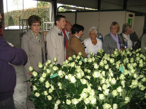 Bedrijvenbezoek Rozenkweker Claus-De Vondelmolen 01 10 09 005