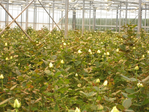 Bedrijvenbezoek Rozenkweker Claus-De Vondelmolen 01 10 09 007