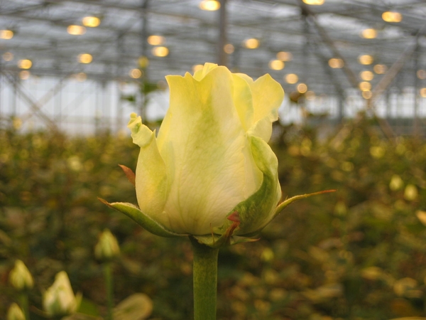 Bedrijvenbezoek Rozenkweker Claus-De Vondelmolen 01 10 09 013
