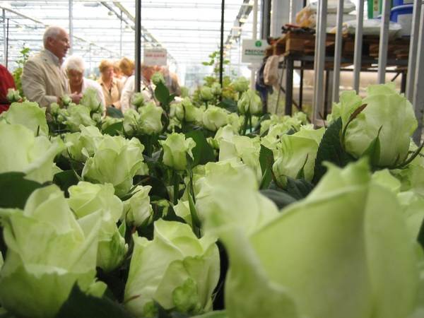 Bedrijvenbezoek Rozenkweker Claus-De Vondelmolen 01 10 09 017