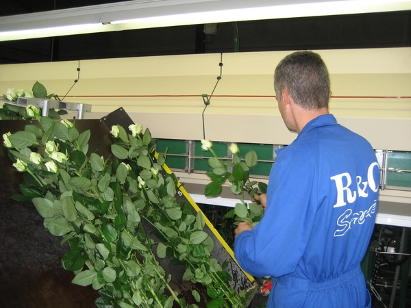 Bedrijvenbezoek Rozenkweker Claus-De Vondelmolen 01 10 09 022