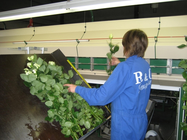 Bedrijvenbezoek Rozenkweker Claus-De Vondelmolen 01 10 09 023