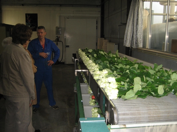 Bedrijvenbezoek Rozenkweker Claus-De Vondelmolen 01 10 09 024