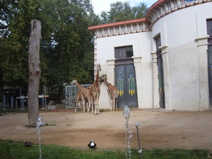 giraffen