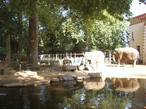 familie olifanten