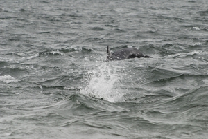 Janb165