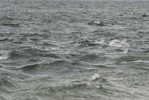Janb168