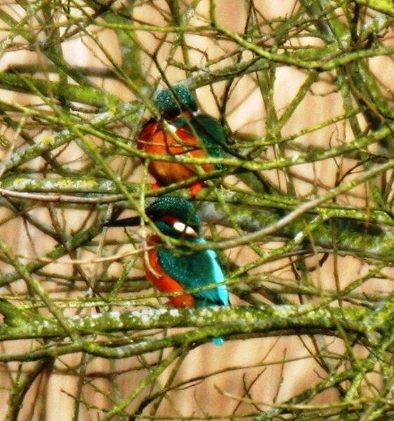 02814    Koppel ijsvogels