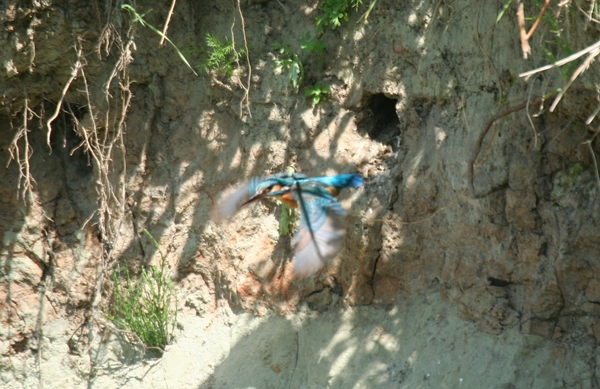 IMG_7615  verlaat broedhol