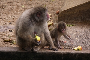 Artis 2009
