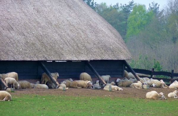 vakantie elspeet 2009 023