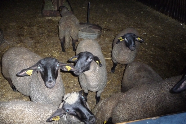 vakantie elspeet 2009 078