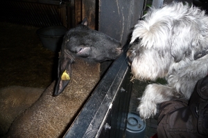 vakantie elspeet 2009 079