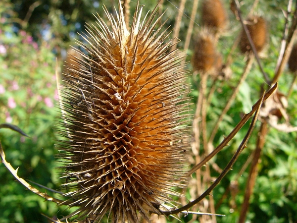 P1130592