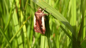 Haarbos (Ochropleura plecta)