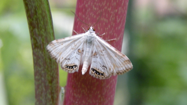 Kroosvlindertje (Cataclysta lemnata)