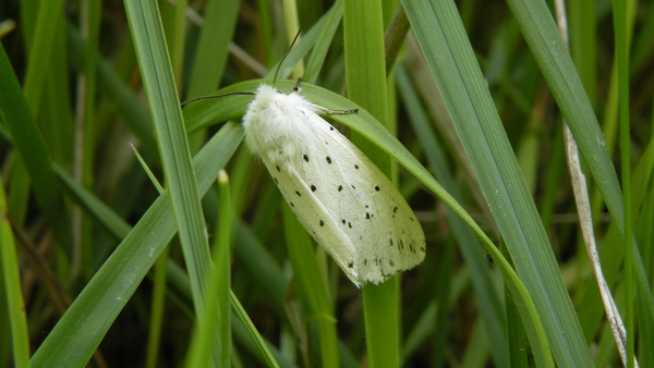 Witte tijger