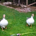 Lawaaierige vogels