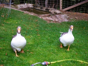 Lawaaierige vogels