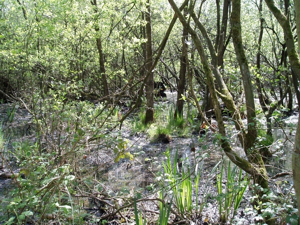 07-04-21 DAGWANDELING BALEN 02