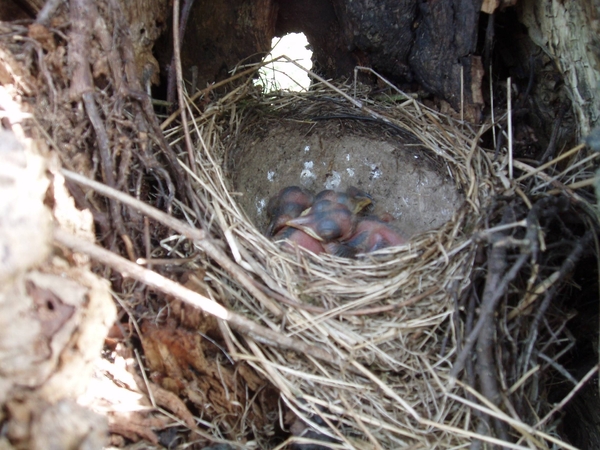 07-04-21 DAGWANDELING BALEN 13