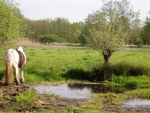 07-04-21 DAGWANDELING BALEN 16