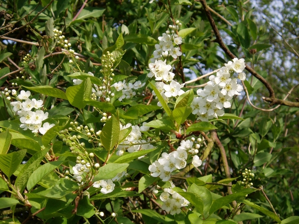 07-04-21 DAGWANDELING BALEN 21