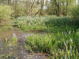 07-04-21 DAGWANDELING BALEN 22