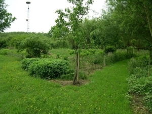 Torenvalk 01