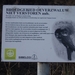 Oeverzwaluwen 01