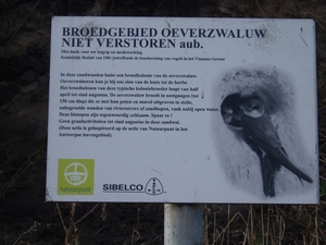 Oeverzwaluwen 01