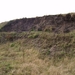 Oeverzwaluwen 03