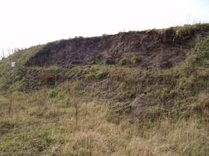Oeverzwaluwen 03