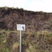 Oeverzwaluwen 04